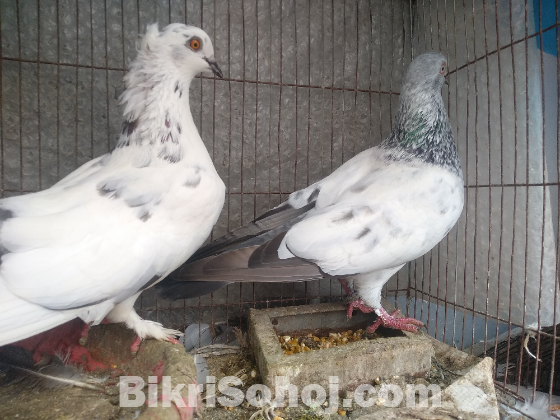 এক জোড়া গিরিবাজ কবুতর বিক্রয় হবে !